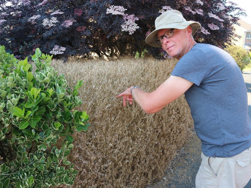 Dave Barrett with a box hedge that has been attacked by caterpillars. The hedge to the left is a different species and has not been attacked.